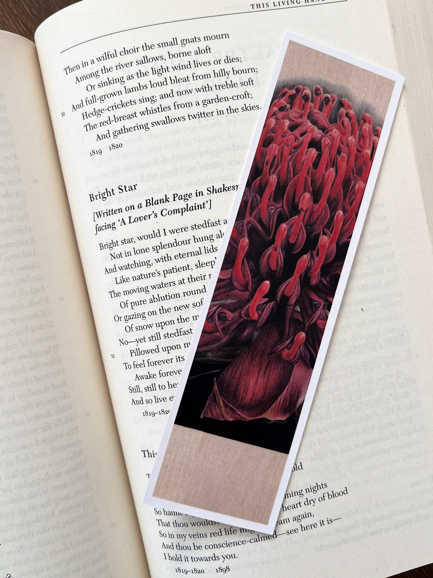 Bookmark - "Demure" Waratah by Jenna Chartrand - Blue Tree Gallery