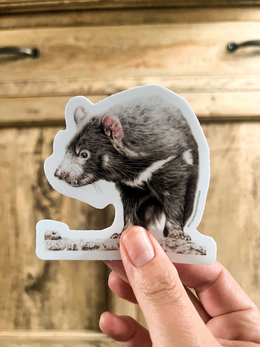 Sticker - "On The Brink" Tasmanian Devil by Jenna Chartrand - Blue Tree Gallery