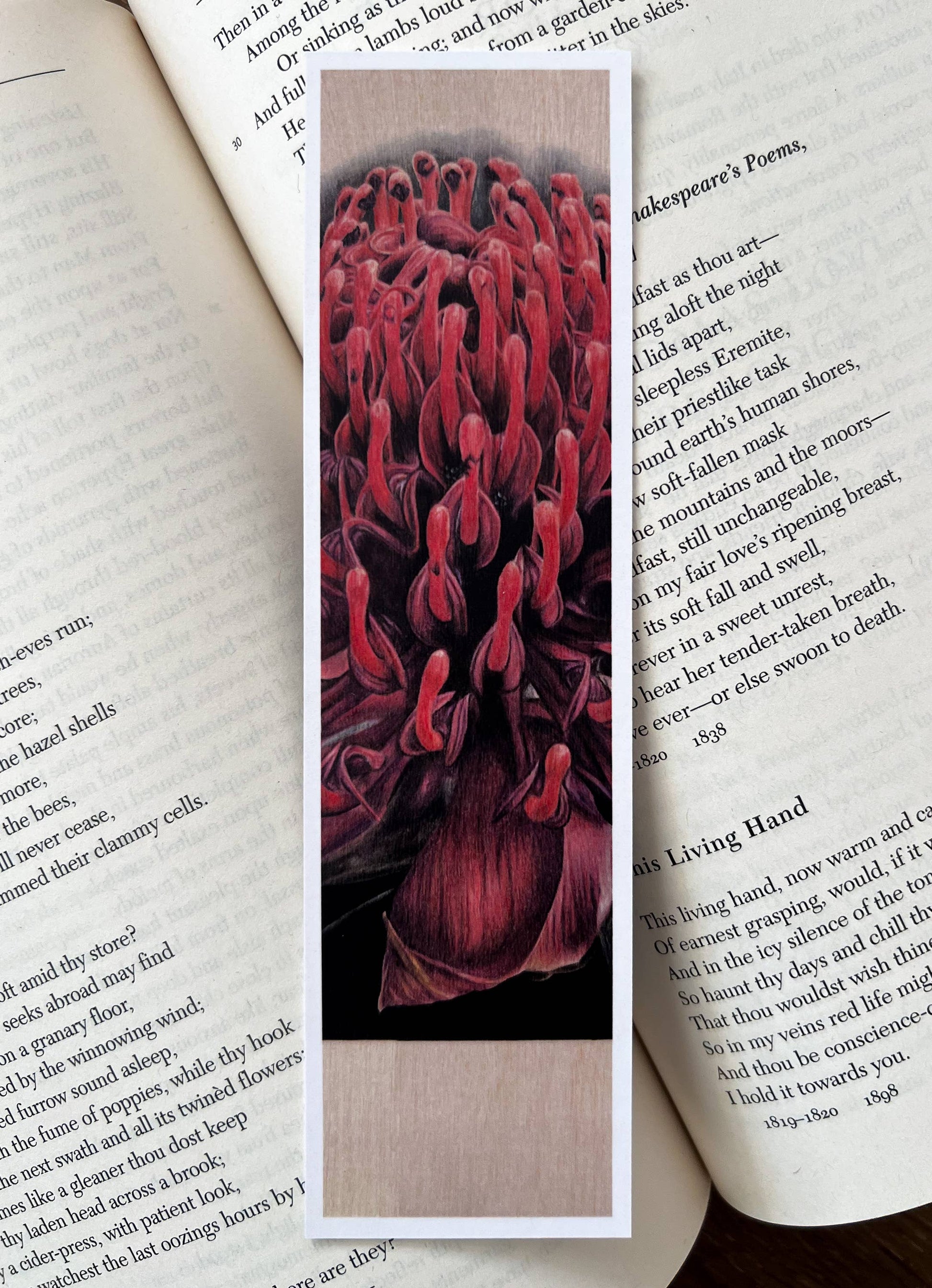 Bookmark - "Demure" Waratah by Jenna Chartrand - Blue Tree Gallery